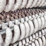 Kiełbasa biała z indyka 0,8kg